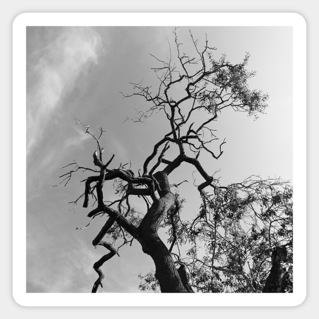 Old Spooky Bare Tree Branches Sticker by oknoki